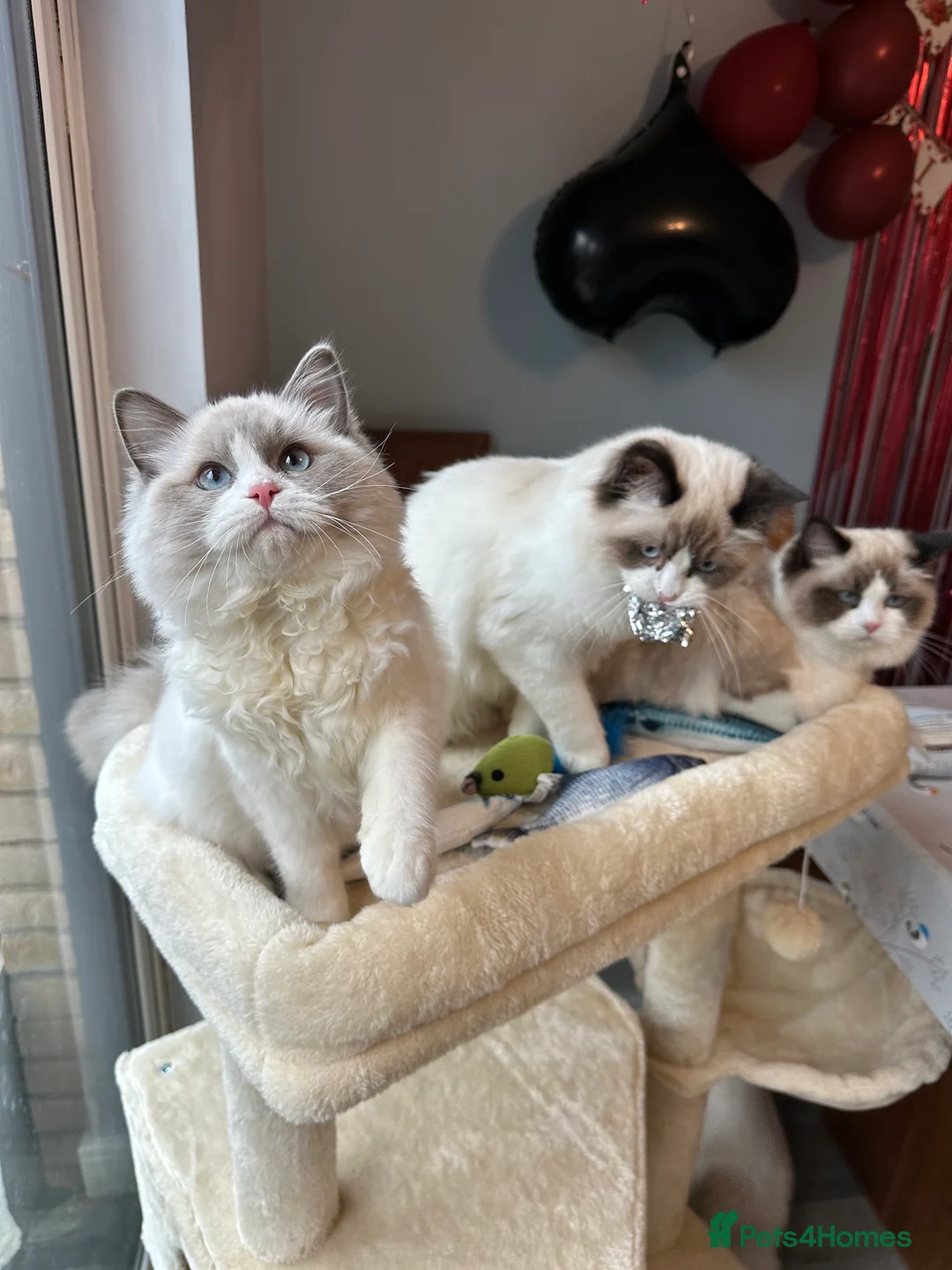 Ragdoll cats for sale:  ACTIVE CAT OR pet TICA Registered Ragdoll Kittens - Advert 10