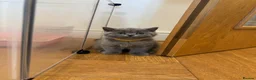 British Shorthair cats for sale: Gorgeous British Shorthair Kittens GCCF  - Advert 24
