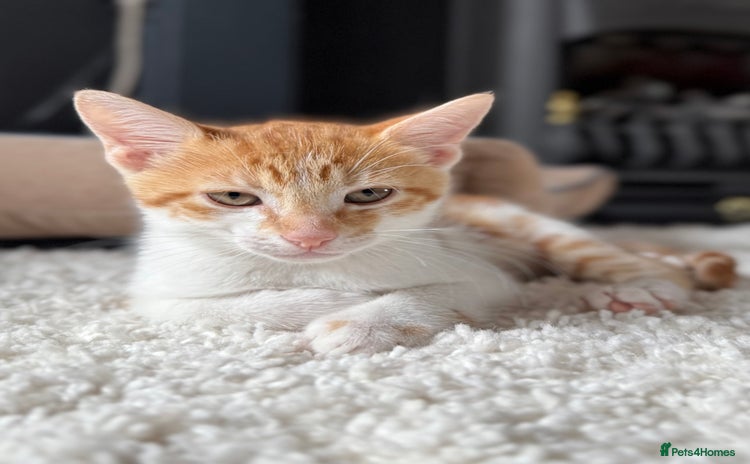 Domestic Shorthair cats - Advert 3