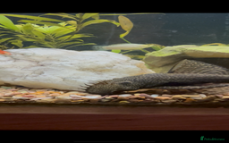 Plecos fish for sale: Plec the Pleco needs a home - Image 1