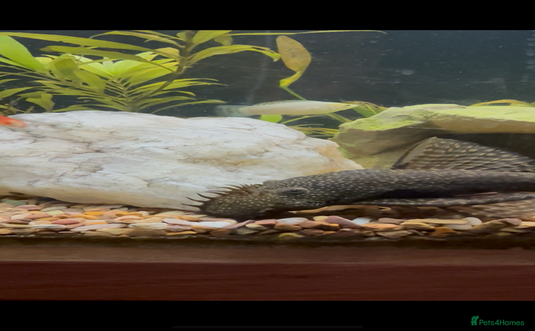 Plecos fish - Advert 1