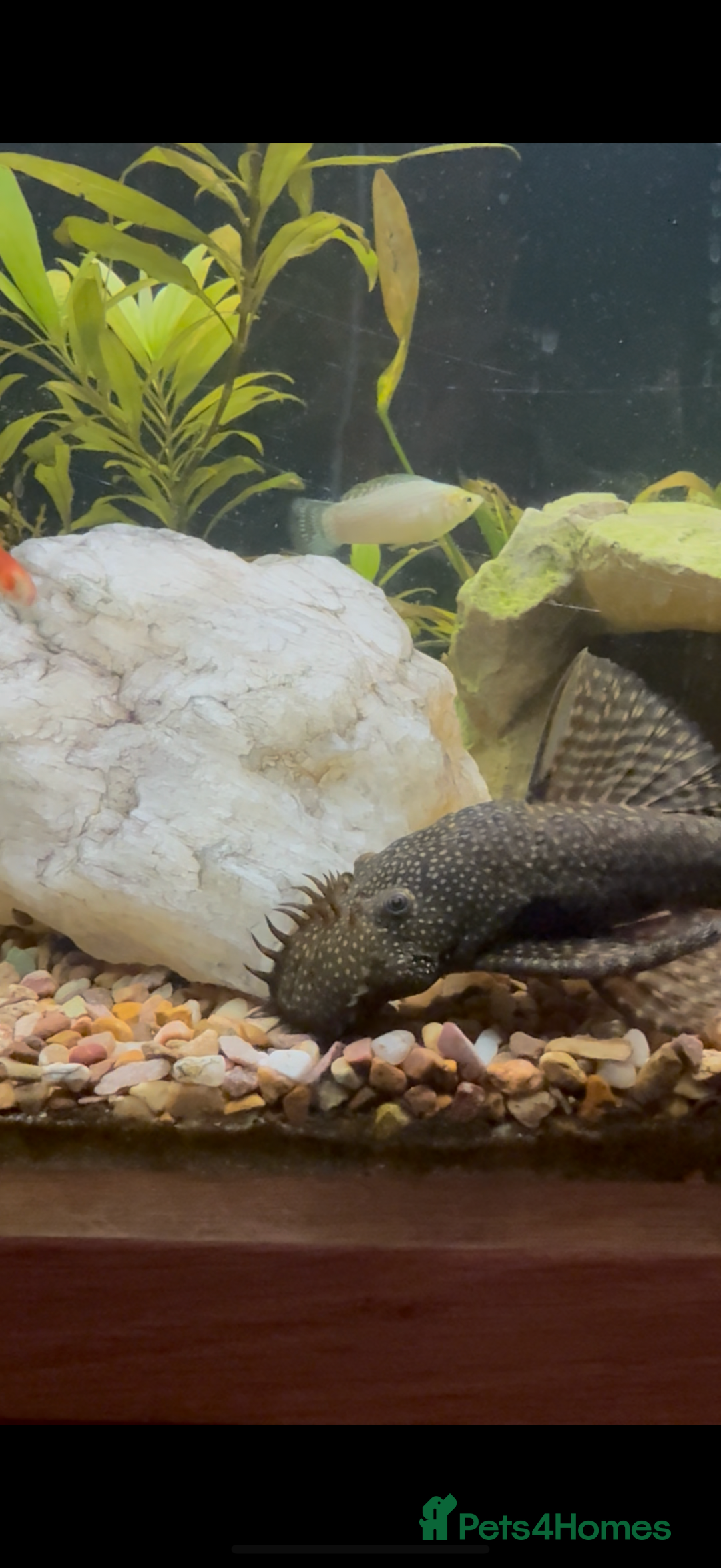 Plecos fish for sale: Plec the Pleco needs a home - Image 1