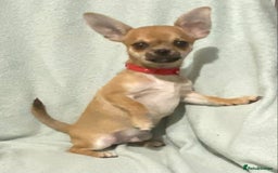 Chihuahua dogs for sale: 1 male and 1 female smooth coat Chihuahua - Image 5