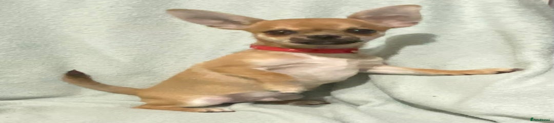 Chihuahua Puppy 2