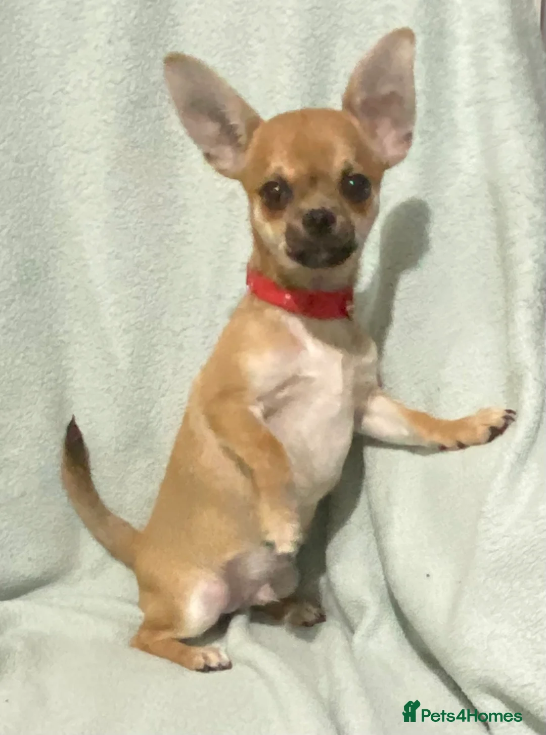 Chihuahua dogs for sale: 1 male and 1 female smooth coat Chihuahua - Advert 5
