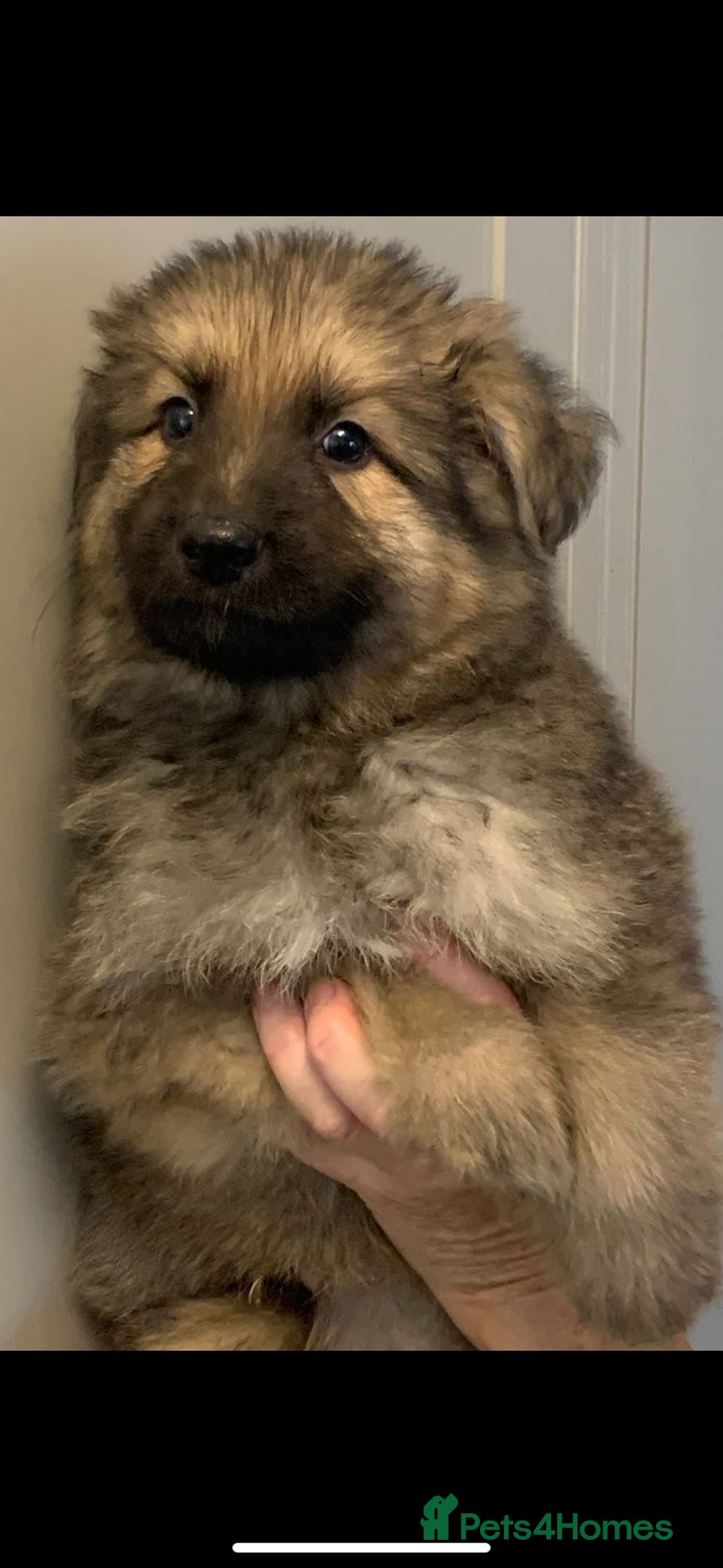 German Shepherd dogs for sale: German Shepherd puppies - Image 1