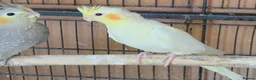 Cockatiels birds for sale: Beautiful Cockatiel Babies  - Advert 6
