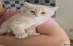 British Shorthair cats for sale: Rare Cream Kitten Ready For New Home - Image 8