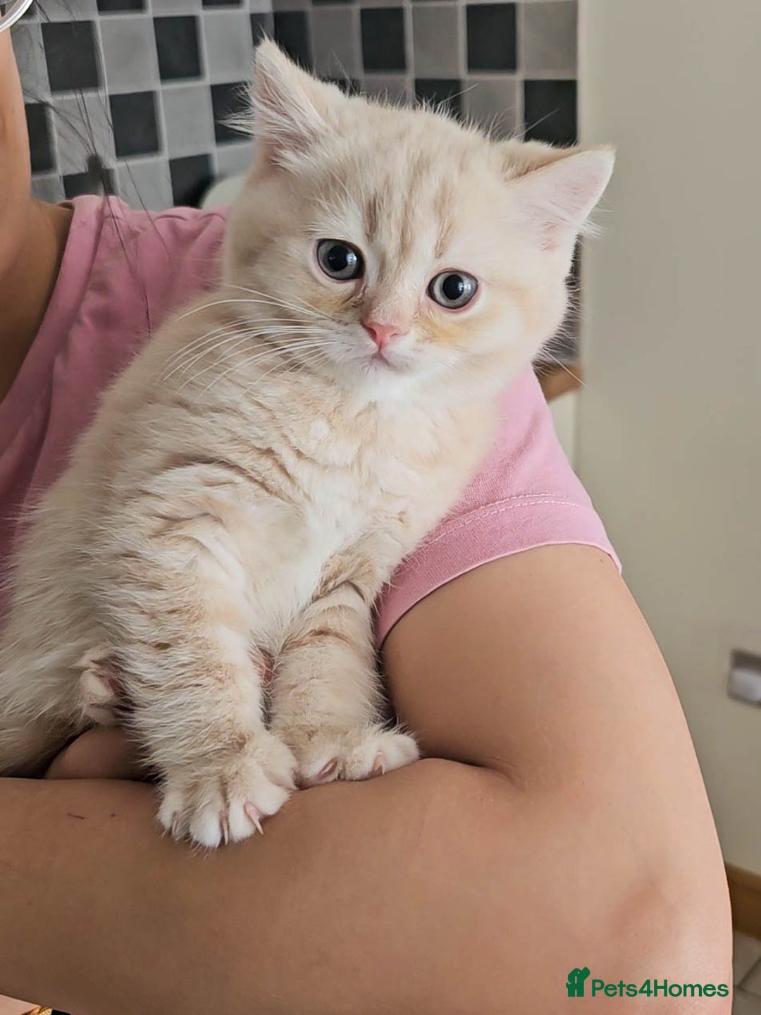 British Shorthair cats for sale: Rare Cream Kitten Ready For New Home - Image 8