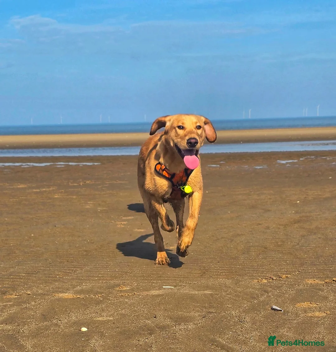 Labrador Retriever dogs for sale: Simba  - Advert 2