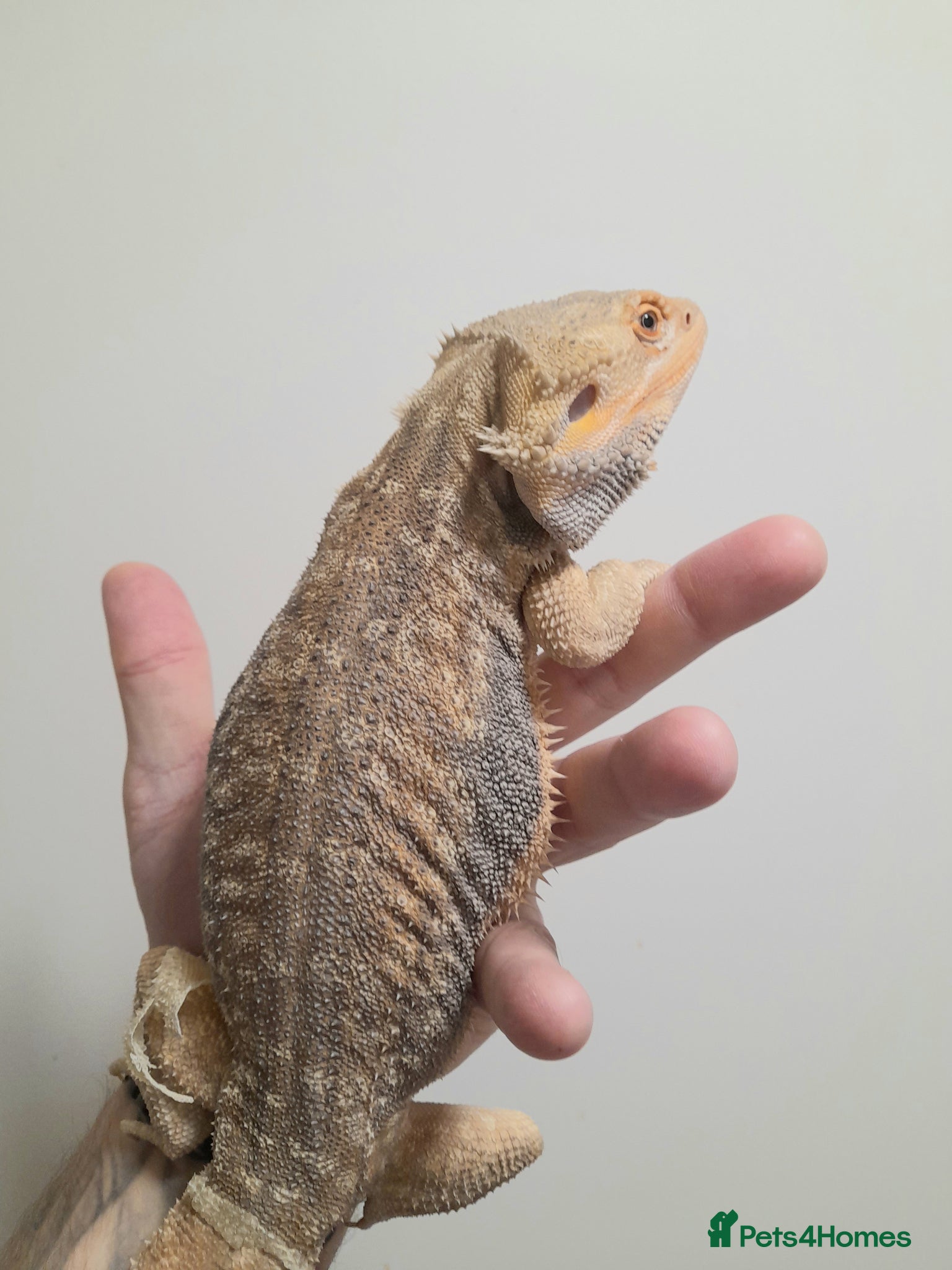 Bearded Dragon reptiles MALE PROVEN BREEDERS FOR SALE - Advert 1