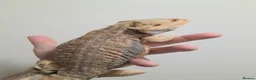 Bearded Dragon reptiles for sale: MALE PROVEN BREEDERS FOR SALE - Advert 1