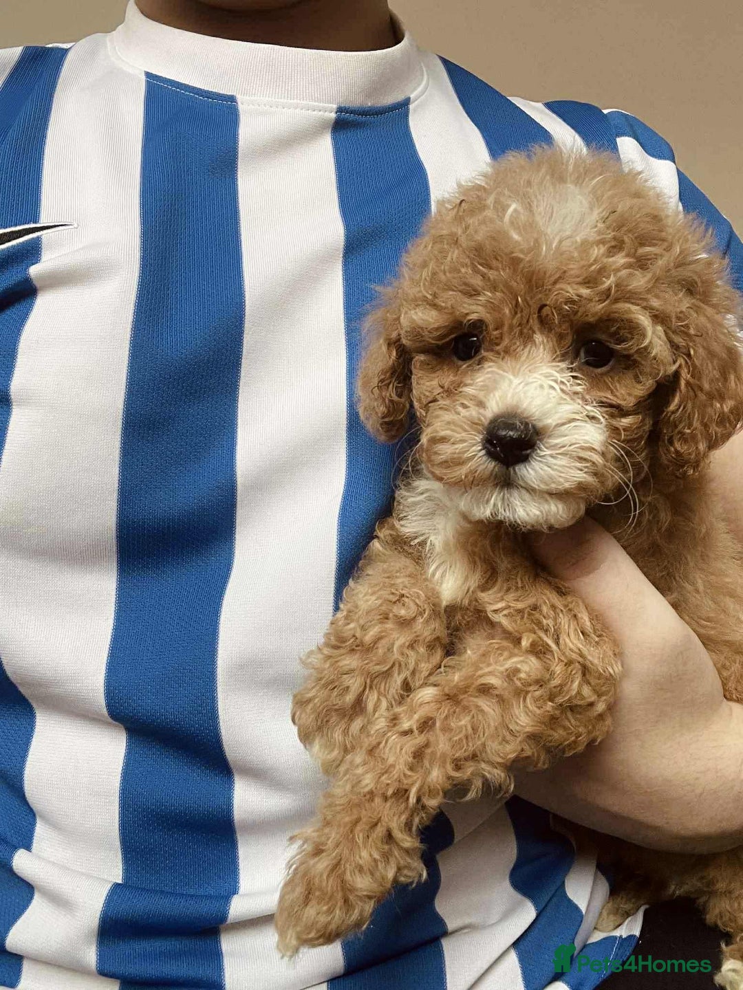 Cavapoo dogs for sale: 🐶 Cavapoo Puppies - Advert 4