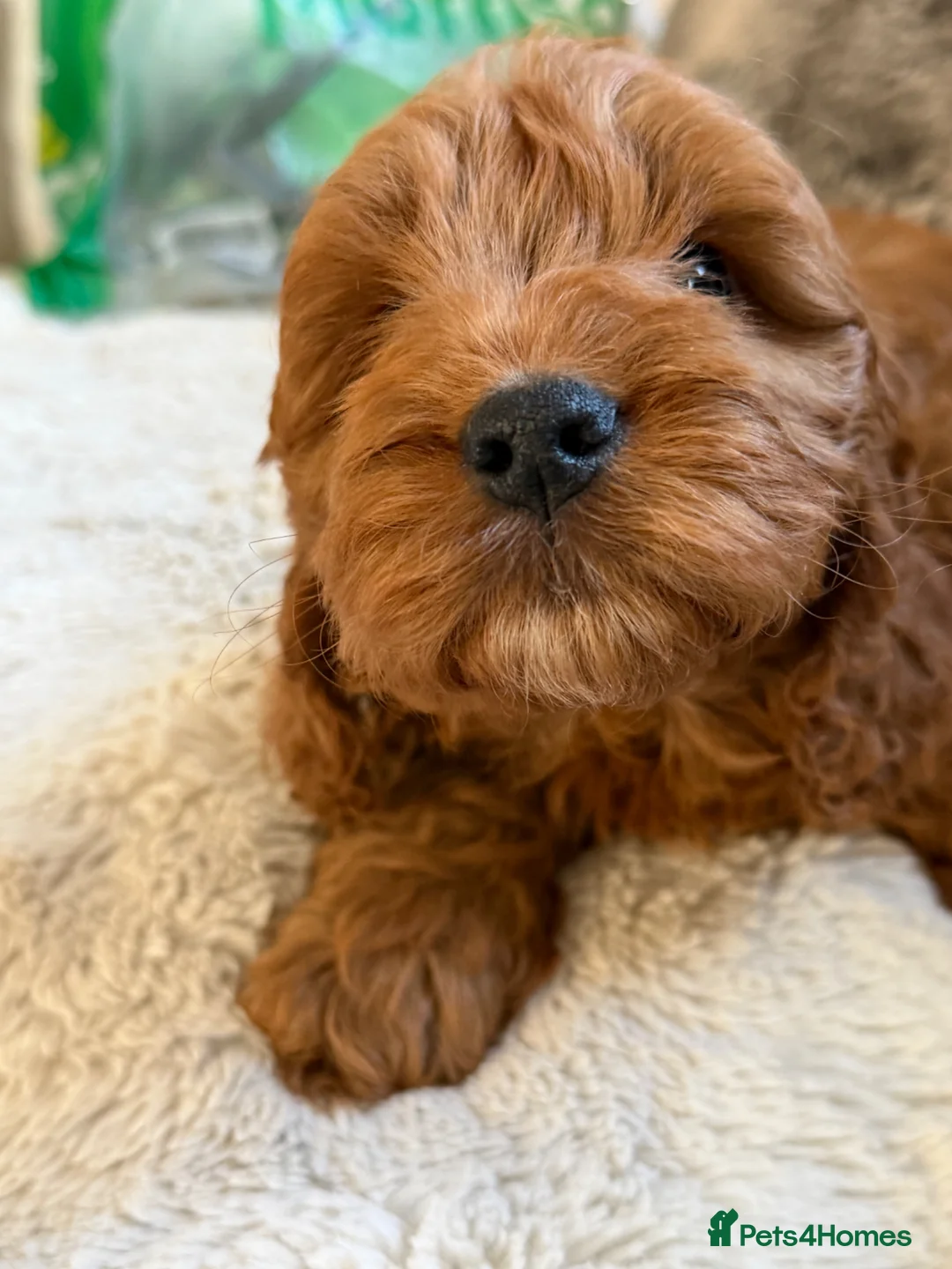 Cockapoo dogs for sale: F1 Cockerpoo girl solid red - Advert 1