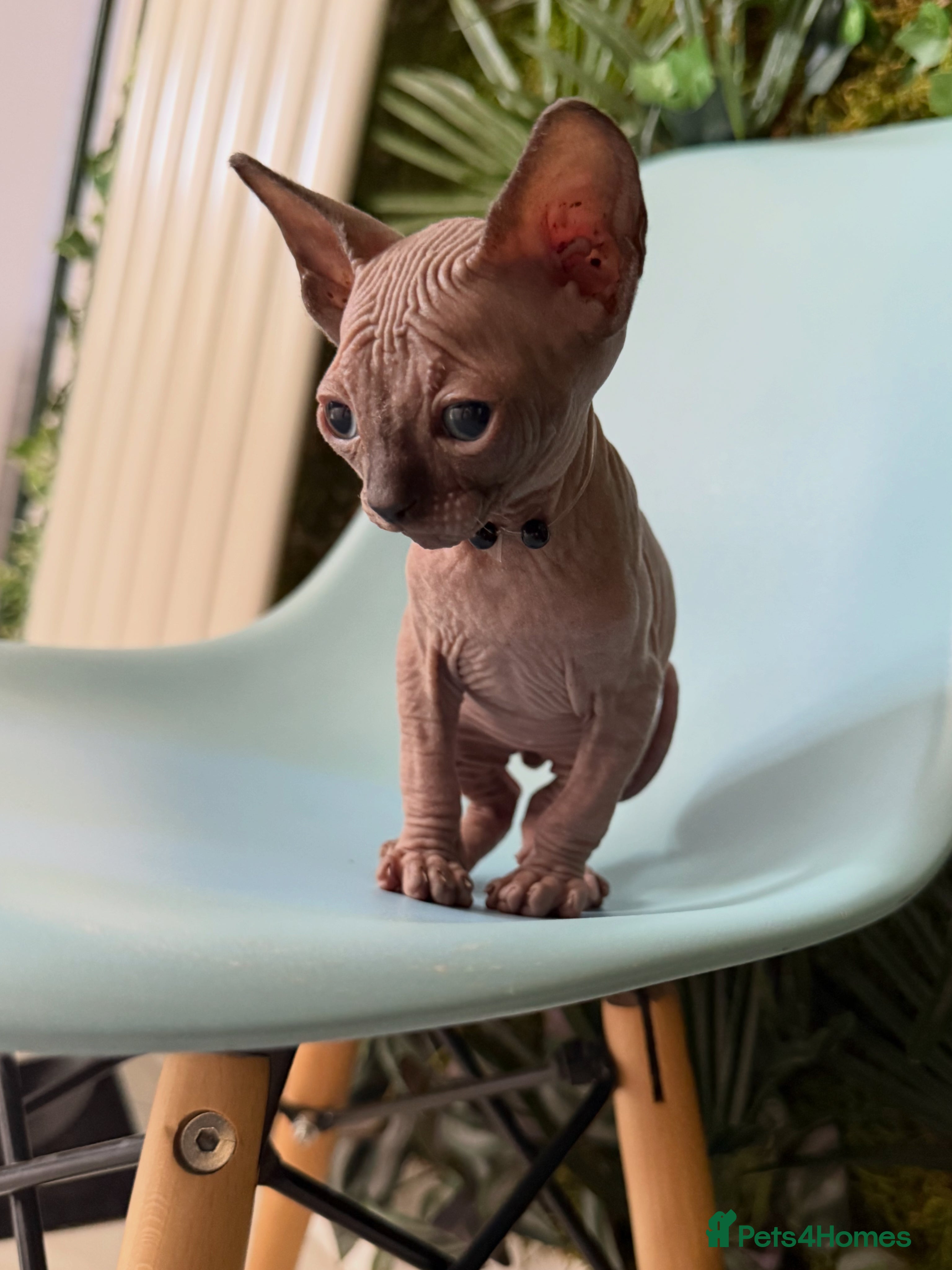 Sphynx cats Stunning Kittens!  - Advert 1