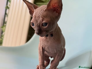 Sphynx cats Stunning Kittens! - Advert 6