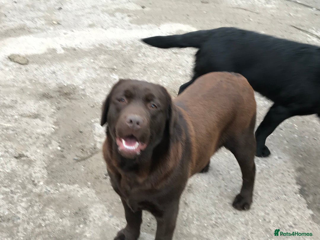 Labrador Retriever dogs for sale: K.C REG CHUNKY SHOW LABRADOR PUPS. - Image 6
