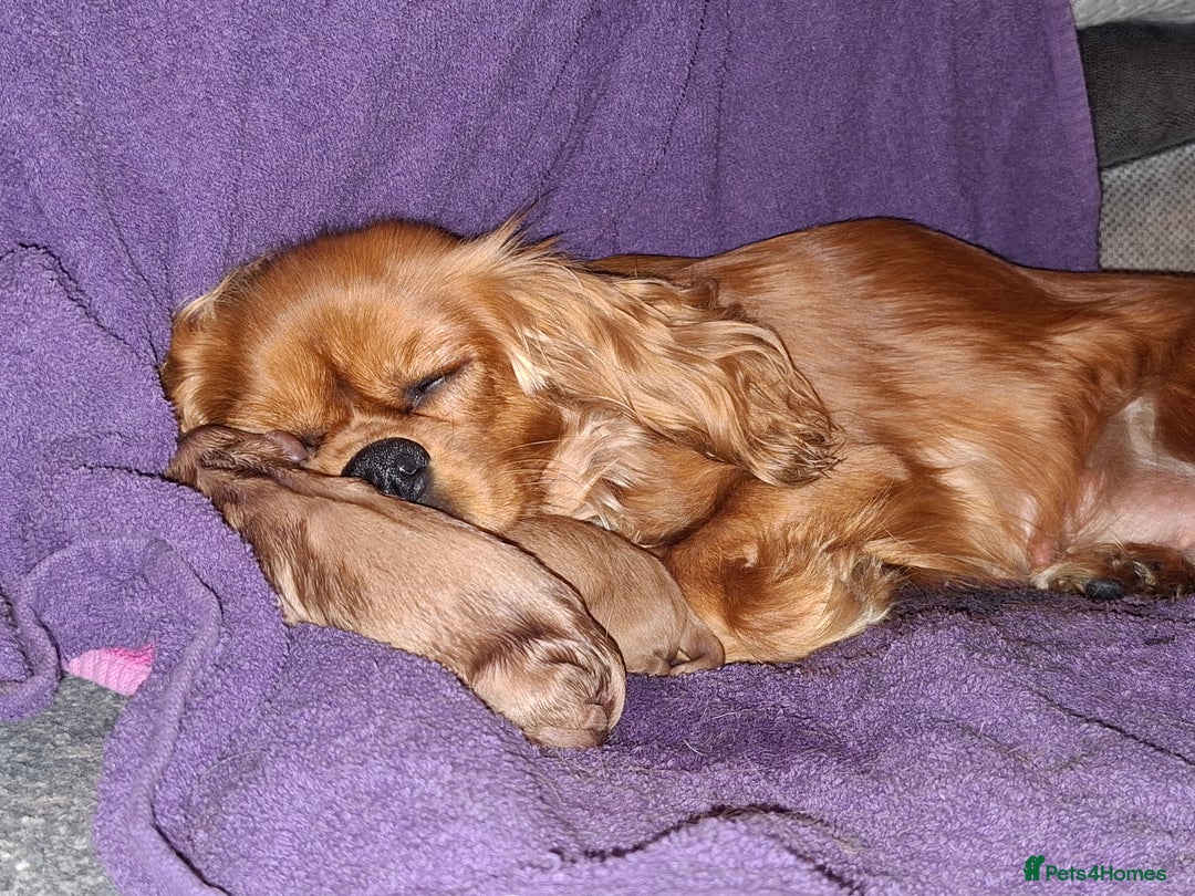 Cavapoo dogs for sale: 5 stunning cavalier puppies  - Image 3