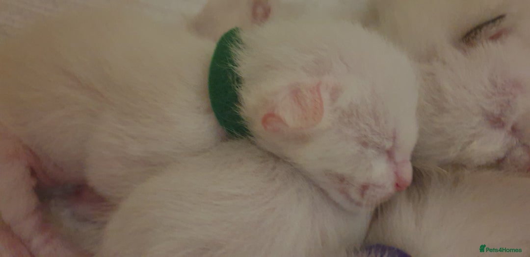 Ragamese cats for sale: Beautiful Ragamese Kittens  - Advert 6