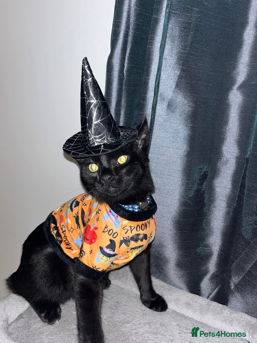 Domestic Shorthair cats for sale: Thor - black cat  - Advert 7