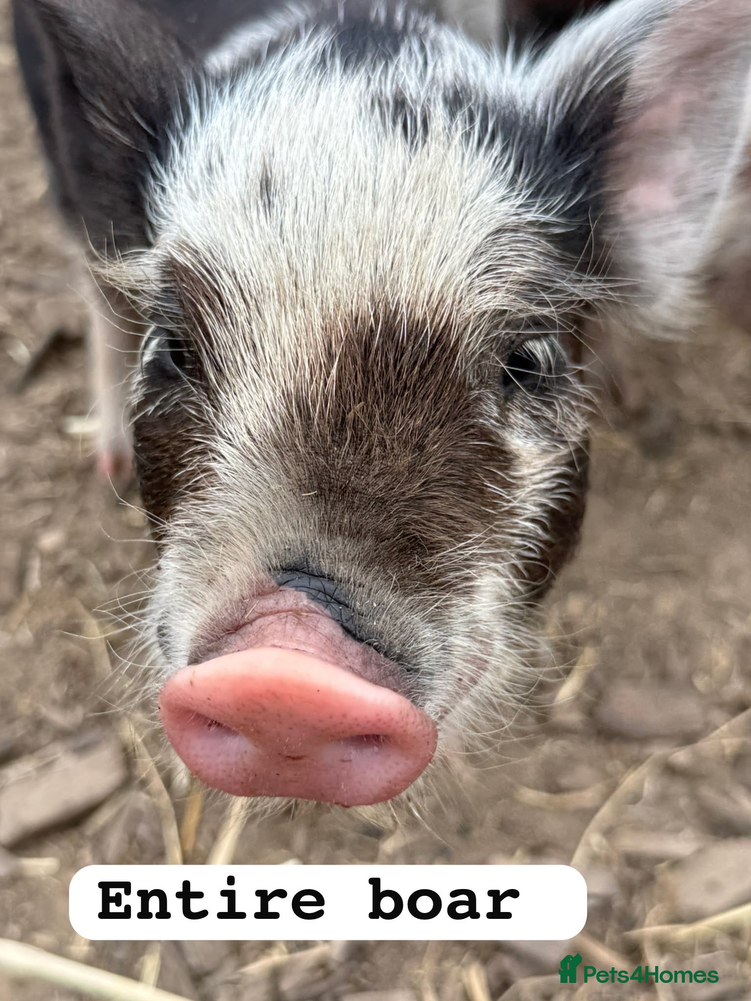 Pig livestock 🐷🍒Cherry’s delightful litter of Mini Pigs🍒🐷 - Advert 2