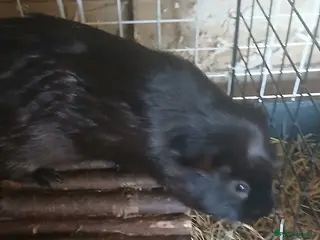 Guinea Pig rodents Guinea Pig boar - Advert 1