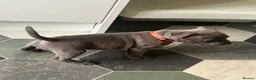 Staffordshire Bull Terrier dogs for sale: K. C registered blue Staffordshire puppies - Advert 11