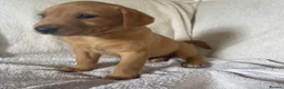 Labrador Retriever dogs for sale: Fox red Labrador - Advert 12