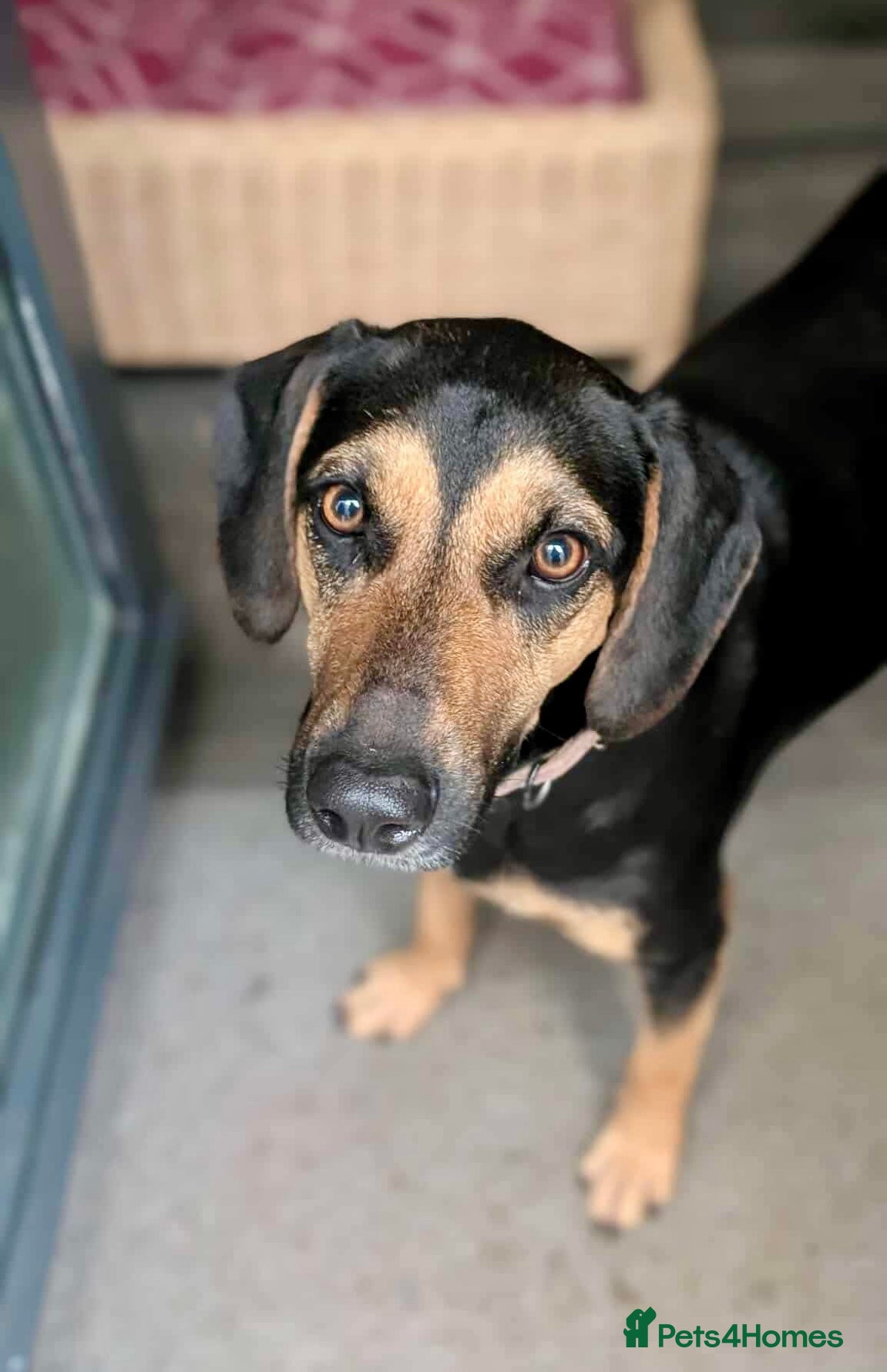 Mixed Breed dogs ❤️ Deuce This beautiful soul has come so far… ❤️ - Advert 7