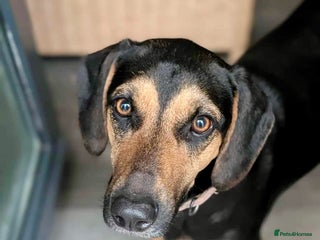 Mixed Breed dogs โค๏ธ Deuce This beautiful soul has come so farโฆ โค๏ธ - Advert 1