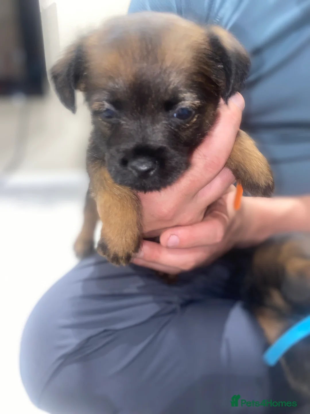 Border Terrier dogs for sale: 4 beautiful border terrier boys left  - Advert 8
