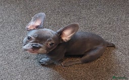 French Bulldog dogs for sale: Frenchy girls - Advert 15