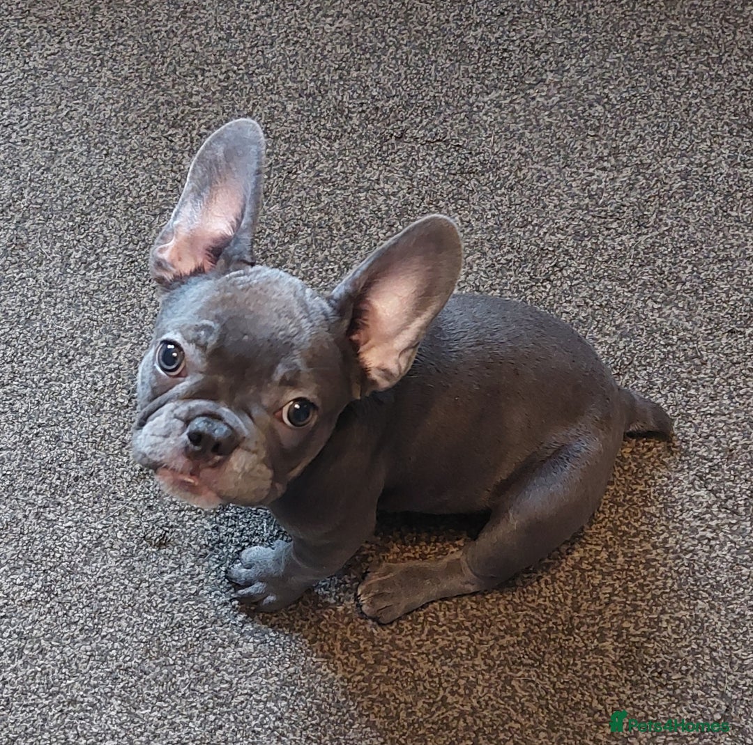 French Bulldog dogs for sale: Frenchy girls - Advert 15