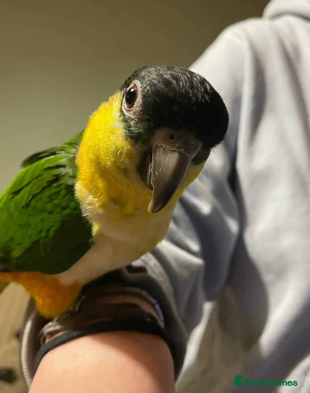 Parrots birds for sale: Hand reared caique, tame and talking - Image 2