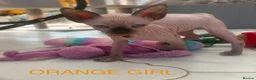 Sphynx cats for sale: Beautiful Sphynx Kittens Looking for Loving Homes in Warminster - Advert 6