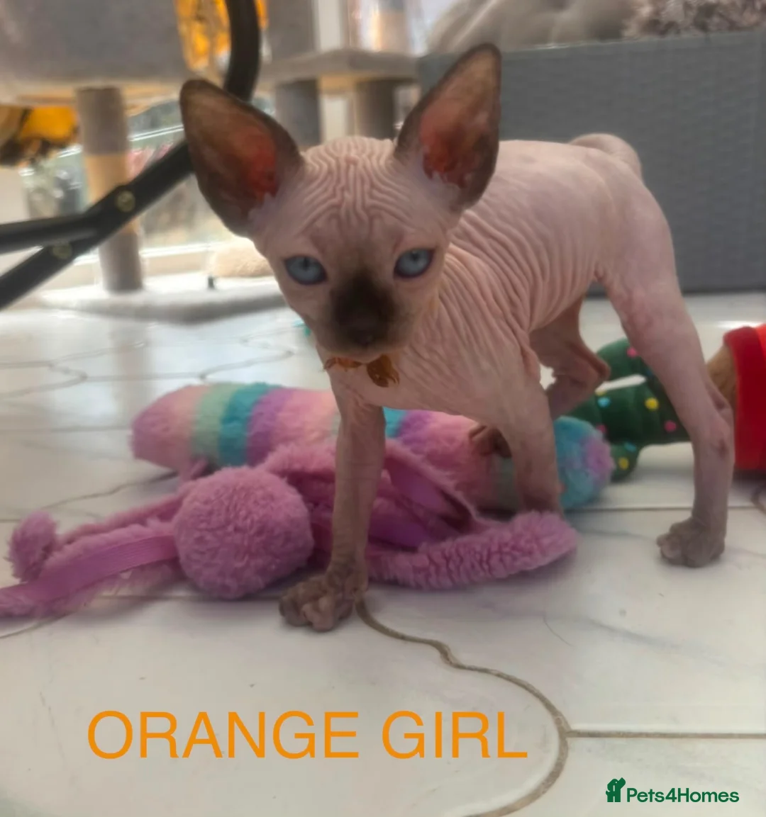 Sphynx cats for sale: Beautiful Sphynx Kittens Looking for Loving Homes in Warminster - Advert 6