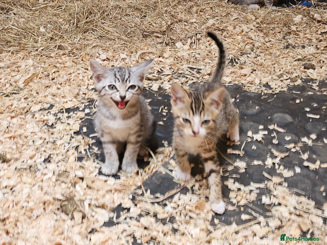 Bengal cats for sale: Bengal cross kittens - Image 14