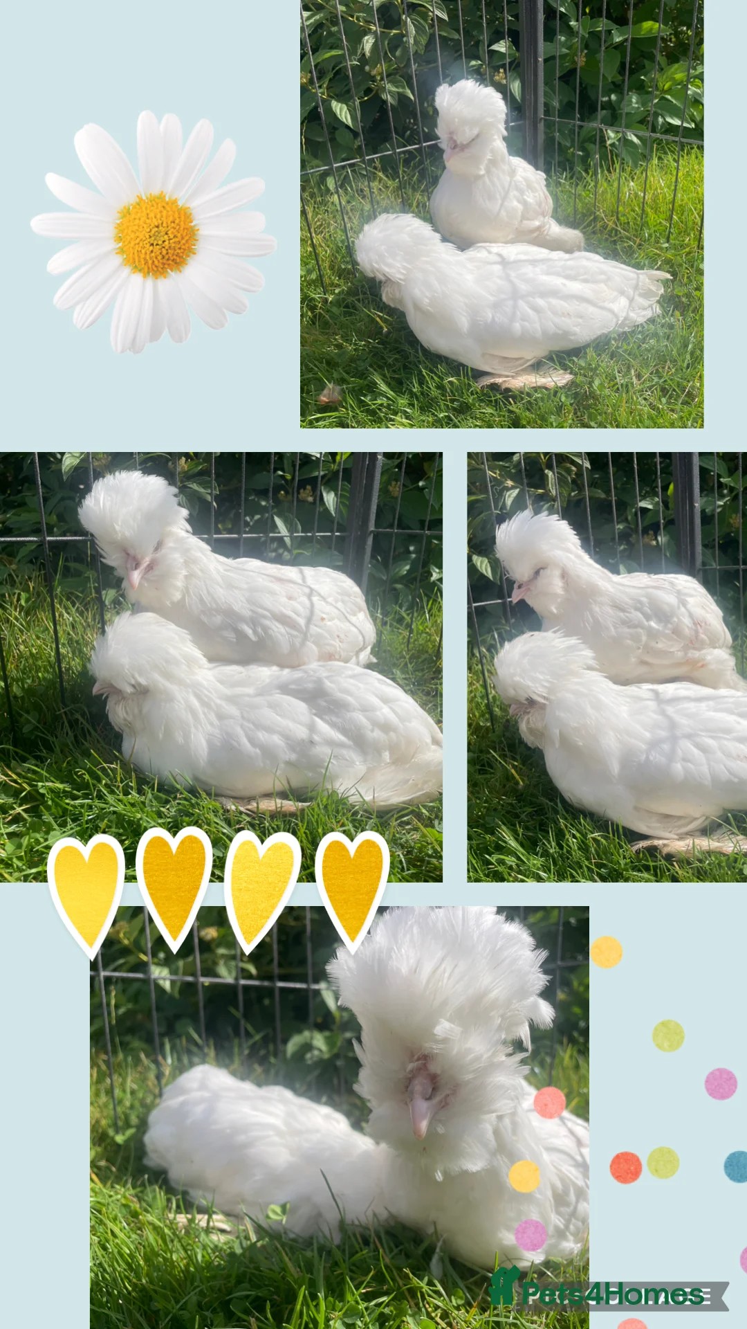 Chickens poultry for sale: Chickens Point of lay hens - Advert 12