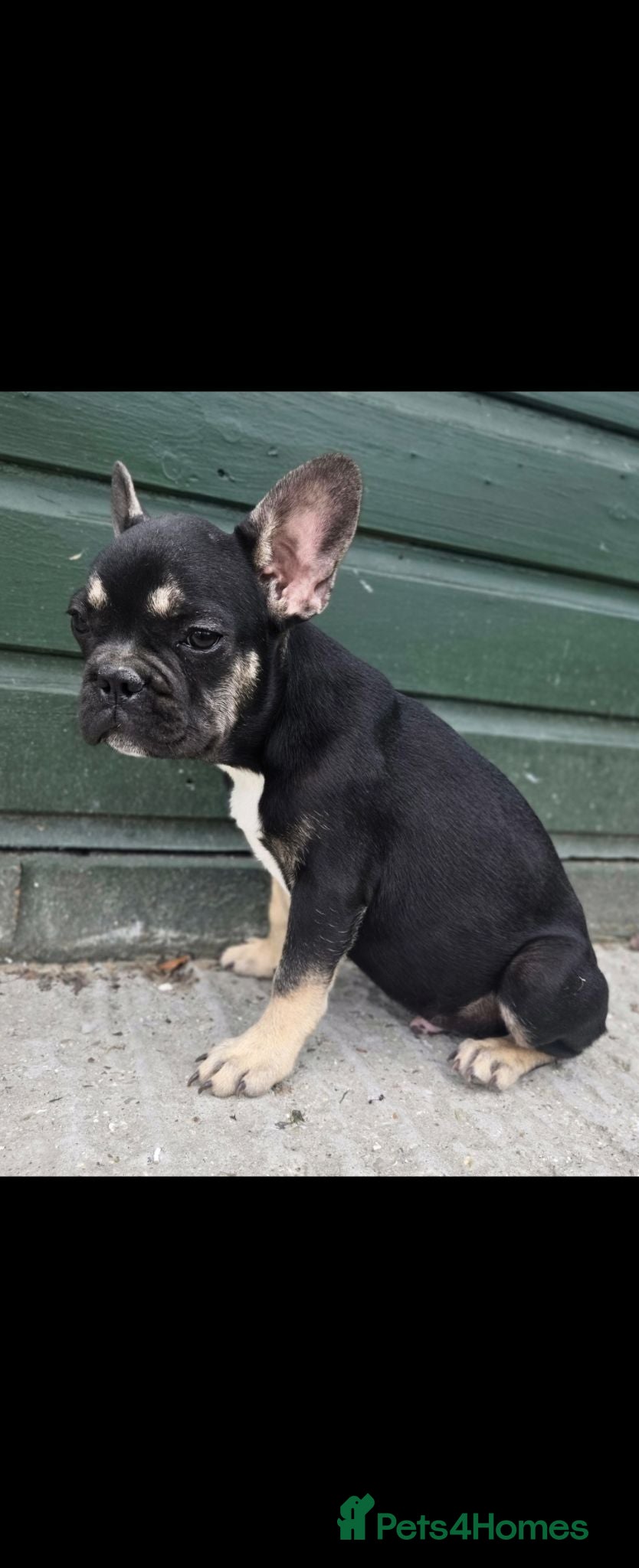 French Bulldog dogs 2 Stunning French bulldog puppies DROPPED PRICE  - Advert 13