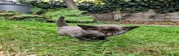 Mixed Breed cats for sale: Georgous Kittens Looking For A New Home - Advert 8