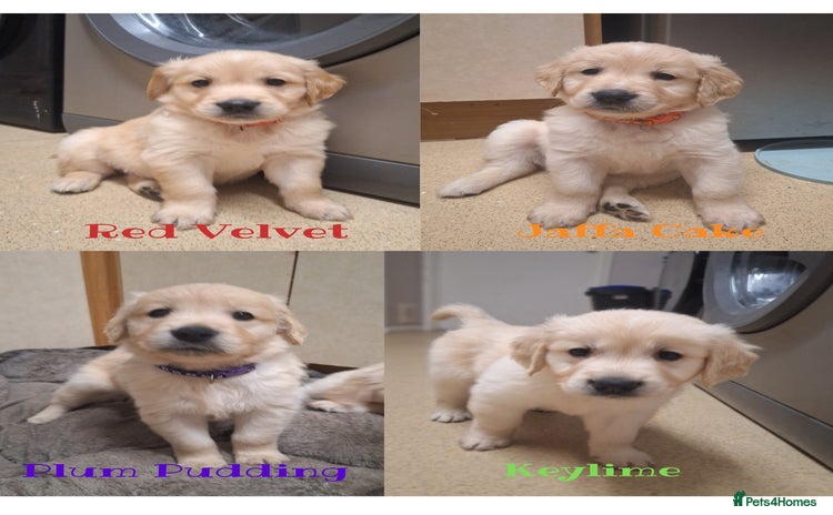Golden Retriever dogs Beautiful KC reg Golden Retriever pups - Advert 1