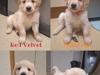 Golden Retriever dogs Beautiful KC reg Golden Retriever pups - Advert 6