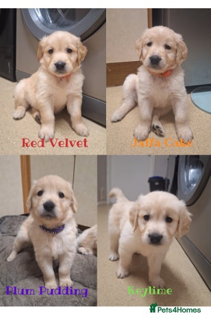 Golden Retriever dogs Beautiful KC reg Golden Retriever pups - Advert 3