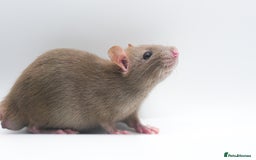 Rat rodents for sale: Lovely Fancy Rat Babies 🐀 - Image 5
