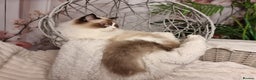 Ragdoll cats for sale: Quality Tica reg Ragdoll kittens  - Advert 17