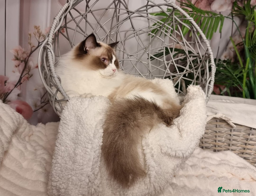 Ragdoll cats for sale: Quality Tica reg Ragdoll kittens  - Advert 17