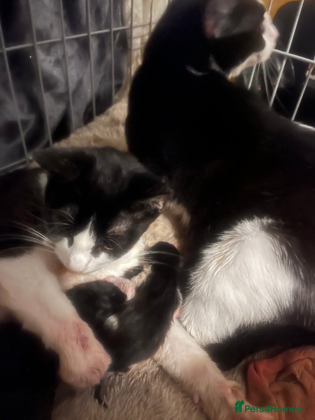 Domestic Shorthair cats for sale: Beautiful kittens - Image 13