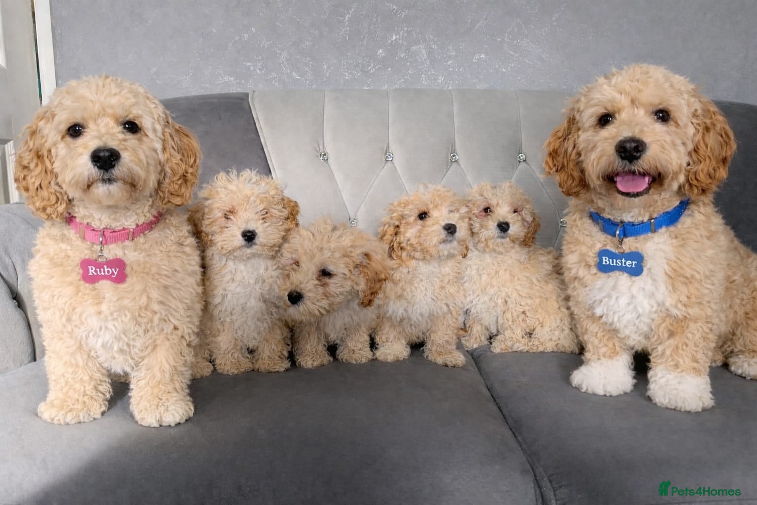 Cockapoo dogs Cockpaoo puppies available now  - Advert 1