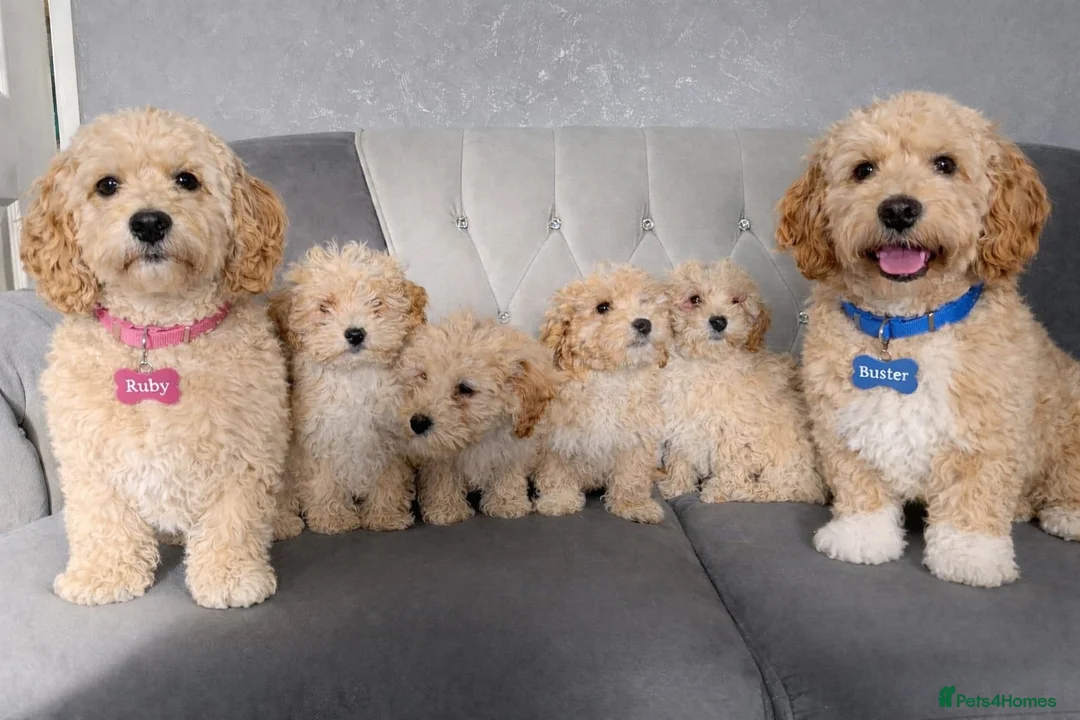 Cockapoo dogs for sale: Cockpaoo puppies available now  - Advert 1