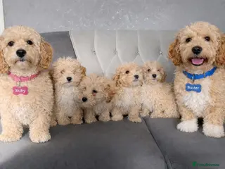 Cockapoo dogs Cockpaoo puppies available now - Advert 1